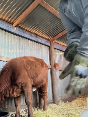 A post by @gsdjust4fun on TikTok caption: Teaching myself how to care for her and not get trampled at the same time. Any tips are appreciated #cowsoftiktok #advice #ranchlife 