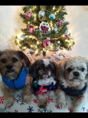 A post by @jaylee2319 on TikTok caption: #funnypetvideos  #dogchristmas #dogchristmasphotos 