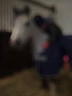 A post by @shanea_222 on TikTok caption: #viral #fyp #fypシ゚viral #viraltiktok #foryoupage #horsegirl #pferdetiktok #reitsport #pferdemädchen #welsh #welshtiktok #welshtiktoker #welshpony #horse #pferd #liebe #gefühl