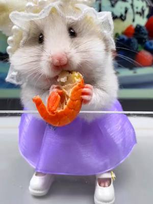 A post by @petshare007 on TikTok caption: #pet #cutepet #fyp #peteating #hamster 