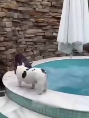 A post by @funny_video3277 on TikTok caption: The End Funny Pet 🤣🤣🐕🐈 #funny #haha #animals #cat #dog #pet #foryou #foryoupage #viral #usa 