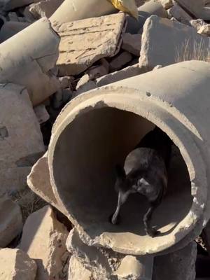 A post by @kathryns.canines on TikTok caption: my girl finding the missing amidst the rubble, dogs are so special. valkyrie can search this rubble pile (simulated building collapse) and tell me where she smells live huamn odor. the time she saves using her nose will save people’s lives. as humans, we cannot do what she does in such a short amount of time! #searchandrescue #workingdog #k9 #sar #dog #workingk9 