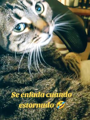 A post by @locadelosgatoss on TikTok caption: Ruidos raros de gatos #michis #gatos #gatitos #gatitos_haciendo_cosas #gatosrescatados 