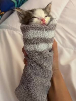 A post by @jojikat on TikTok caption: Joji burrito 😋 #jojikat #joji #cat #cats #catsoftiktok #catlovers #catburritojail 