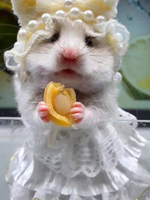 A post by @petshare007 on TikTok caption: #pet #cutepet #fyp #peteating #hamster 