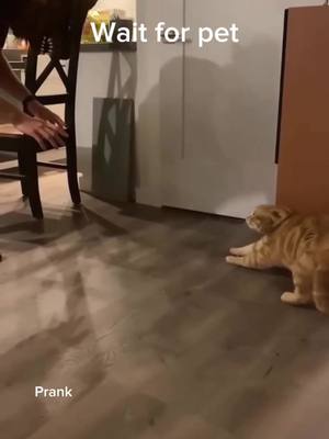 A post by @funny_animals748 on TikTok caption: #funnyvideos #prankcat #dog #pet #foryou #animalsoftiktok 