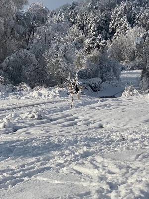 A post by @mylibertyhorses on TikTok caption: Winter gefühle ❄️