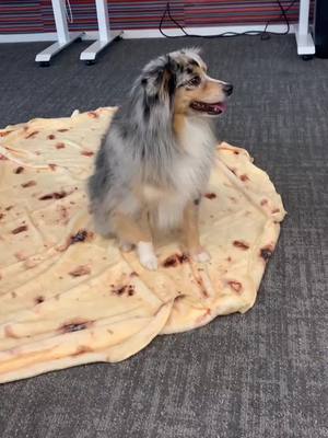 A post by @teslatheminiaussie on TikTok