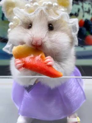 A post by @petshare007 on TikTok caption: #pet #cutepet #fyp #peteating #hamster 