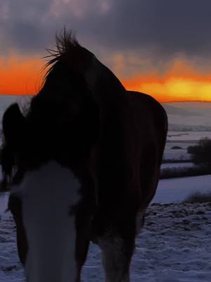 A post by @lv_clydesdale on TikTok caption: Winter vibes #clydesdale #horsevlog #foryou 