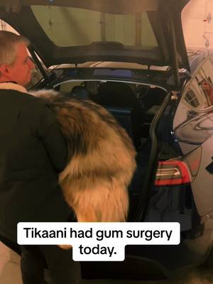 A post by @tkthefluff on TikTok caption: Poor Tikaani!  #dogsoftiktok #wolf #wolfdog #dog #naid #goodboy #bestfriend #dogaftersurgery 