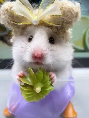 A post by @petshare007 on TikTok caption: #pet #cutepet #fyp #peteating #hamster 