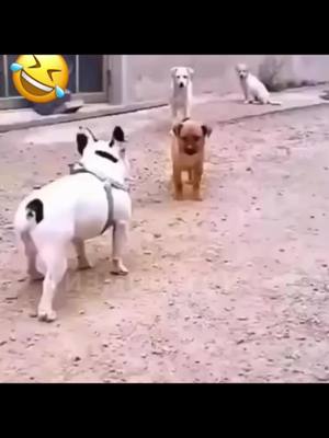 A post by @funny_video3277 on TikTok caption: The End Cute Pet 🤣🐕🐈🇺🇸 #funny #animals #cat #dog #pet #haha #foryoupage #foryou #viral #usa 