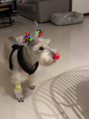 A post by @caroucalle on TikTok caption: #NavidadEnTikTok Eres mi único y más hermoso adorno de navidad!!! Te amooooooo mi reno!!  #navidad #schnauzer 