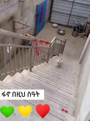 A post by @ on TikTok caption: #catsoftiktok #foryou #viral #fyp #eritreantiktok🇪🇷🇪🇷habesha #ethiopian_tik_tok🇪🇹🇪🇹🇪🇹🇪🇹 