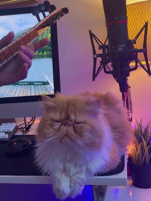 A post by @cocoilemuzik on TikTok caption: Ellerini çekip benden çal dedi. . . #Gülay #Elleriniçekipbenden  #SibelPamuk #Türkü #Bağlama #Gitar #Cover #Kediler #cats #Keşfet #fyp