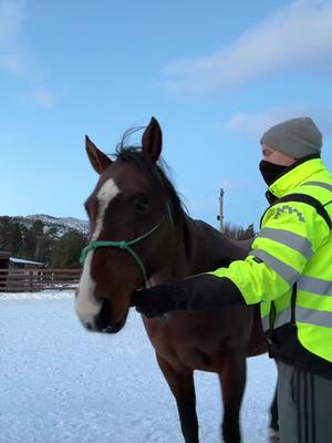 A post by @steveeriksen on TikTok caption: Not a care in the world🫠 #hest #horsesoftiktok #horses #horsetok #horseriding #painthorses 