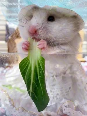 A post by @petshare007 on TikTok caption: #pet #cutepet #fyp #peteating #hamster 