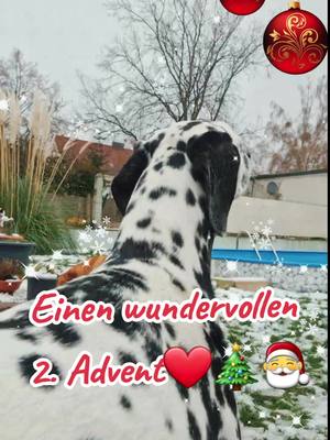 A post by @mel_bru80 on TikTok caption: 🙈Wenn die beiden mal keine Lust auf Videos haben🙈🙈🙈🤣 #christmascountdown #funnymoments #weihnachten #dalmatianlars #sharpeiemmchen #larsemmchen #funnydog #christmas #fürdich #fypシ #paddyspfötchengang 