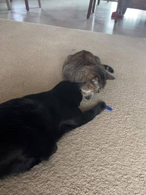 A post by @lisanbart on TikTok caption: Bart and Lisa are playing with this one nerf dart this morning. They keepnstealing them back and forth from each other. #LisaNBart #catlover #kittyloveclub #PetsOfTikTok #newtoy 