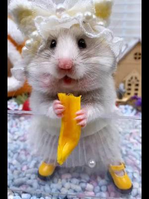 A post by @petshare007 on TikTok caption: #pet #cutepet #fyp #peteating #hamster 