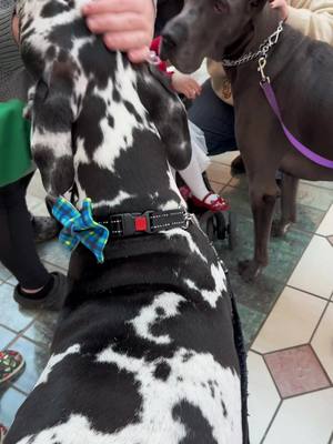 A post by @titan.and.his.dads on TikTok caption: Titan and his friend, Big Ang, showing their love to an appreciative family. #greatdane #greatdanesoftiktok #bigdogs #christmasshopping 