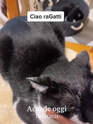 A post by @cattwins2020 on TikTok caption: #accadeoggi #natale #christmas #chrismastree #gatto #cat #catsoftiktok 