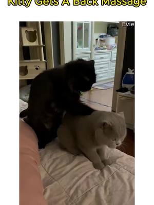 A post by @animal.mind on TikTok caption: #cat #dogs #pets 