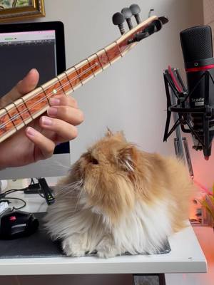 A post by @cocoilemuzik on TikTok caption: Üflediler söndüm çal dedi. . . #Üfledilersöndüm #Türkü  #bağlama #cover #kediler #cats #keşfet #fyp #cocoyumben