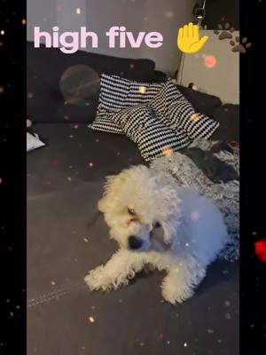 A post by @nicolewagner1971 on TikTok caption: Er lernt so schnell 🥰 das Beste was mir passieren konnte ist #Bobby🐩 #nicolewagner1971 #pudelwelpe #pudel #seelenpartner 🫶🏻 #highvive 