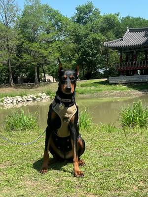 A post by @demithedobbie on TikTok caption: 9 beautiful puppies 12/10/2023 💕#puppylove #dobermanpinscher #demithedobbie #fyp #sanantonio 