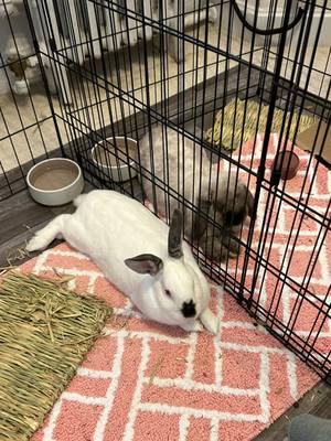 A post by @pebbles_and_pierre on TikTok caption: Can’t believe it’s been 3 weeks already! They’re lying side-by-side now all the time #bunnybonding #bondingrabbits #bunnytiktok #rabbittok #bunnybondingtime #rescuerabbit 