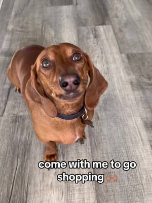 A post by @gideonthedachshund on TikTok caption: this is your sign to take your dog shopping !!! #dachshund #marshalls #petco #shopping #dog @Marshalls @Petco @Starbucks 