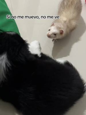 A post by @chesterelhuron on TikTok caption: Si no me muevo no me ve 🫣 #huron #hurones #ferretsoftiktok #ferret #sinomemuevonomeve #funny #dog #dogsoftiktok #bordercollie 