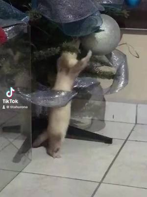 A post by @titahurona on TikTok caption: Traviesa #ferret #huron #mascotas #pet #chrismastree #christmas #m#navidad 