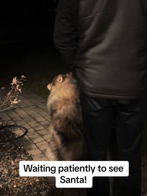 A post by @tkthefluff on TikTok caption: Waiting to see Santa in our neighborhood. #wolfdog #naid #santa #merrychristmas #happyholidays 