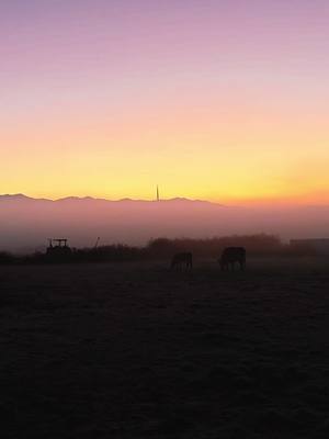 A post by @shannymash on TikTok caption: Start of the weekend (for me) vibes #fog #cows #sunrise 