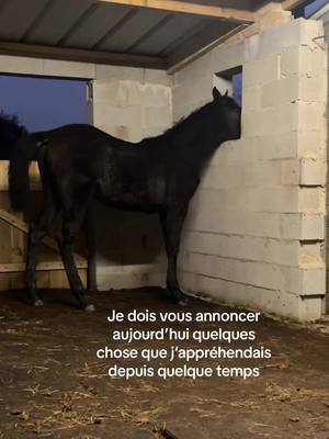 A post by @flodadou4 on TikTok caption: C’est tellement dure de voir ma pouliche comme ca 😞#pourtoi #fyp #foryou #viral #rider #horse #equestrian #poulan 