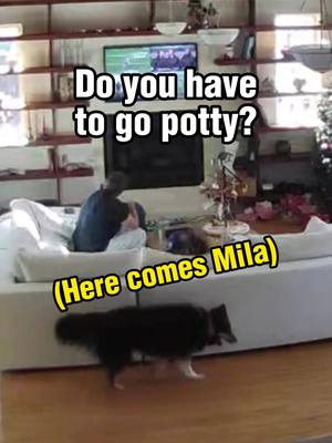 A post by @talkingdogmila on TikTok caption: Schatzi doesn't know how to use the buttons, and because she's a velcro dog (doberman) it's often hard to figure out what she wants or needs. Luckily, Mila's there! #talkingdogs #talkingwithbuttons #TalkingDog