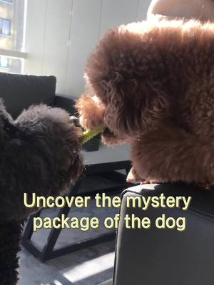 A post by @whims.of.life on TikTok caption: Uncover the mystery package of the dog.#dog #dogsoftiktok #pet #safetyeducation #funny #fyp #PetsOfTikTok #foryoupage #foryou #us 