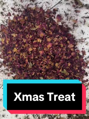 A post by @hightechants on TikTok caption: #foryoupage #fyp #timelapse #antkeeping #antcolony #hightechants #insects #ininsectsoftiktok #nature #pet #ants #antsoftiktok #leafcutter #leafcutterants #xmas #xmaspresents 