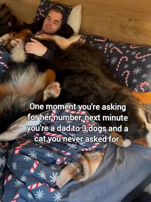 A post by @doublefluftrouble on TikTok caption: Jk, all our dogs were mutual decisions. Oskar was mine but now ofcourse he's a total daddy's boii 🥹. #dogdad #catdad #dogdaddy #dogdads #whataman #soulmate #cuddles #bernesemountaindog #bernersennen #bernese #berner #bernersennenhund #bouvierbernois #boyerodeberna #bernesdelamontaña #bernesemountaindogs #バーニーズマウンテンドッグ #livelifeoffleash #thegreatoutdogs #thegreatoutdoors  #ilovemydog #doglover #bovarodelbernese #berninpaimenkoira 