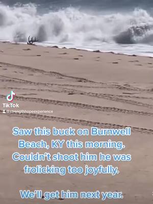 A post by @strengthhopeexperience on TikTok caption: #funny #deer #ocean #kentucky 