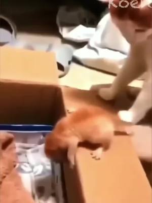 A post by @stealthcafit on TikTok caption: The end😂 #funny #funnyvideos #animals #dog #cat #pet #viral #foryou 