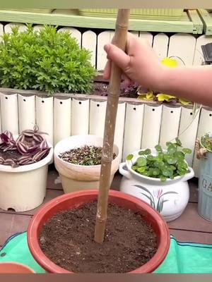 A post by @clebissonsantos1 on TikTok caption: Plantar suculentas em vaso  Idéia incrível   #rotinadedonadecasa #cuidandodolar  #plantas  #horta #plantasdecasas  #hortaliça #horta  #adubo #plantar #DIY #diygarden