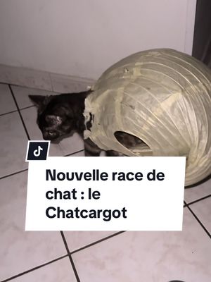 A post by @passion.animaux_ on TikTok caption: Née d’un chat et d’un abat jour 😂 #chat #cat #funnycat 