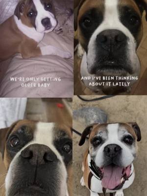 A post by @diesel_harley on TikTok caption: From puppy to 9 years old ❤️🐾 (instagram= next to profile ) #dogsoftiktok #doggy #doggo #doggos #cutie #dogsofttiktok #doglover #dogtok #cutestdog #boxersoftiktok #Love #cutest #dog #boxerdog 