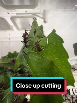 A post by @hightechants on TikTok caption: #foryoupage #fyp #antkeeping #antcolony #hightechants #insects #ininsectsoftiktok #nature #pet #ants #leafcutterants #leafcutter #relaxing #antsoftiktok #timelapse 