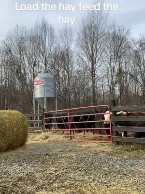 A post by @eddiefarmguy395 on TikTok caption: #hay #cows #feedingtime