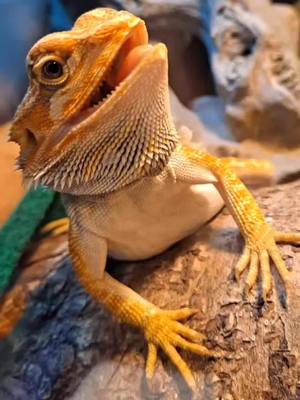 A post by @ss_cosplay2.0 on TikTok caption: #beardeddragon #fyp #lizard  #itoldyouweneededmoreglitter 